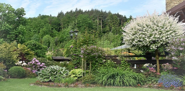 Wierzba hakura-oryginalny krzew ogrodowy rodem z Japonii